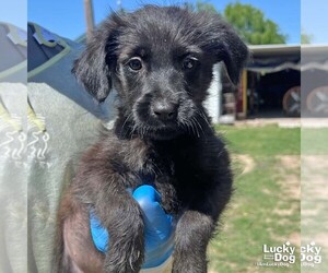 Mutt Dogs for adoption in Washington, DC, USA