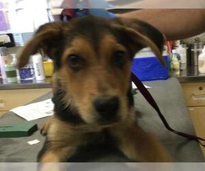 German Shepherd Dog-Unknown Mix Dogs for adoption in Riverside, CA, USA