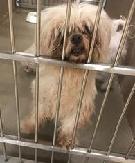 Maltese Dogs for adoption in Highland Village, TX, USA