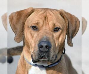 Mastiff-Unknown Mix Dogs for adoption in Huntley, IL, USA