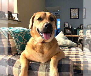 Medium Photo #1 Labrador Retriever-Unknown Mix Puppy For Sale in Candler, NC, USA