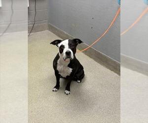 American Pit Bull Terrier-Unknown Mix Dogs for adoption in Las Vegas, NV, USA