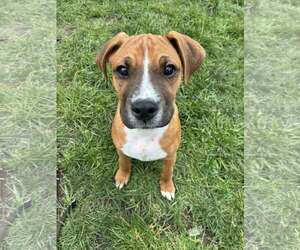 Boxer-Greater Swiss Mountain Dog Mix Dogs for adoption in Stanwood, WA, USA