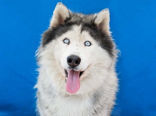 Alaskan Malamute Dogs for adoption in Pasadena, CA, USA