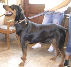 Doberman Pinscher Dogs for adoption in Yucaipa, CA, USA