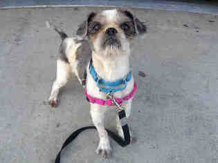Shih Tzu Dogs for adoption in San Francisco, CA, USA