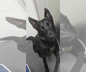German Shepherd Dog Dogs for adoption in La Grange , NC, USA