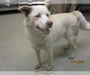 Labrador Retriever-Siberian Husky Mix Dogs for adoption in Oklahoma City, OK, USA
