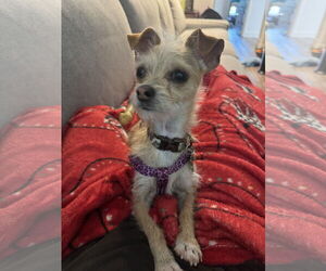 Chihuahua-Unknown Mix Dogs for adoption in Davis, CA, USA