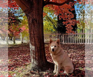 Samoyed-Unknown Mix Dogs for adoption in Brooklyn Center, MN, USA