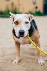 Beagle Dogs for adoption in Williston, VT, USA