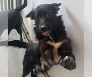 Australian Kelpie-Unknown Mix Dogs for adoption in Chico, CA, USA