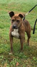 American Pit Bull Terrier-Unknown Mix Dogs for adoption in Union, WV, USA