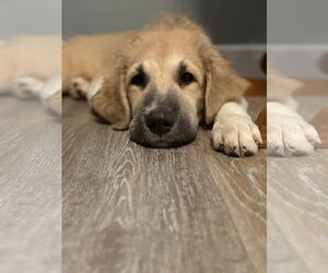 Great Pyrenees-Unknown Mix Dogs for adoption in New London, WI, USA
