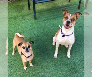 Pug Dogs for adoption in Tempe, AZ, USA