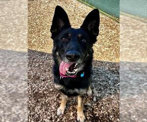 German Shepherd Dog Dogs for adoption in Waterford, VA, USA