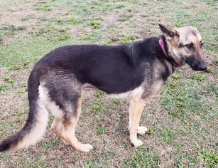 Medium Photo #1 German Shepherd Dog Puppy For Sale in PIPE CREEK, TX, USA