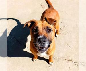 Boxer Dogs for adoption in Fort Walton Beach, FL, USA