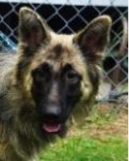 Mutt Dogs for adoption in Leesville, SC, USA