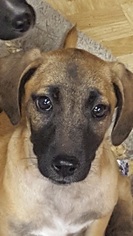 Small Beagle-Black Mouth Cur Mix