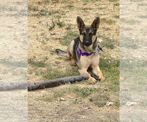 German Shepherd Dog Dogs for adoption in Woodland, CA, USA