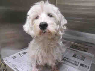 Poodle (Toy) Dogs for adoption in Orange, CA, USA