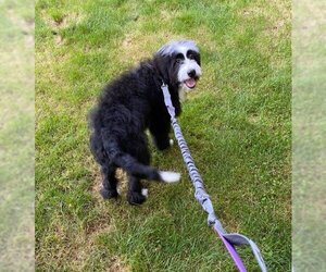 Bernedoodle Dogs for adoption in SHERBURNE, NY, USA