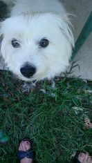 Maltipoo Dogs for adoption in Rolling Meadows, IL, USA