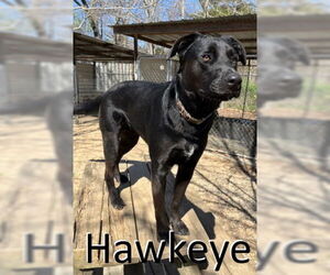 Shepradors Dogs for adoption in Mountain View, AR, USA
