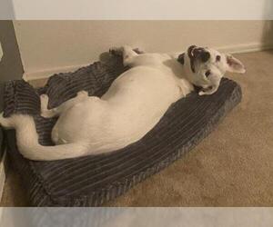 American Pit Bull Terrier-Labrador Retriever Mix Dogs for adoption in Queen Creek, AZ, USA