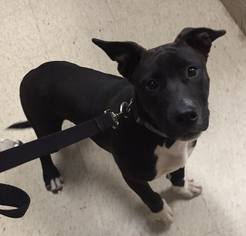 Bully Basset Dogs for adoption in Clarkesville, GA, USA