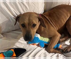 Labrador Retriever Dogs for adoption in Louisville, KY, USA