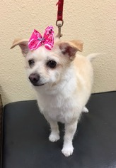 Toxirn Dogs for adoption in Mission Viejo, CA, USA