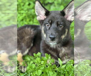 Huskies -Unknown Mix Dogs for adoption in Anchorage, AK, USA