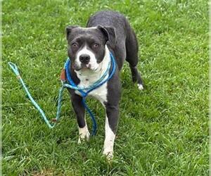 American Staffordshire Terrier Dogs for adoption in Tulsa, OK, USA