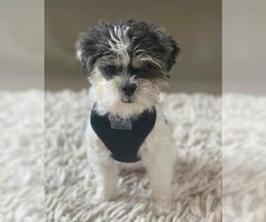 ShihPoo Dogs for adoption in Pipe Creek, TX, USA