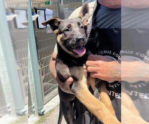 German Shepherd Dog-Unknown Mix Dogs for adoption in Santa Cruz, CA, USA