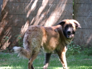 Leonberger Dogs for adoption in Yakima, WA, USA