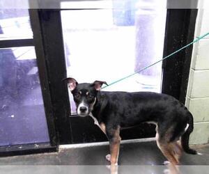 German Shepherd Dog-Unknown Mix Dogs for adoption in Tulsa, OK, USA