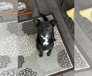 Mutt Dogs for adoption in San Antonio, TX, USA