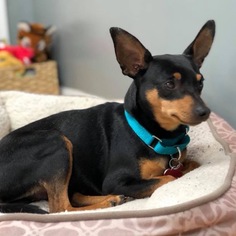 Miniature Pinscher Dogs for adoption in Potomac, MD, USA