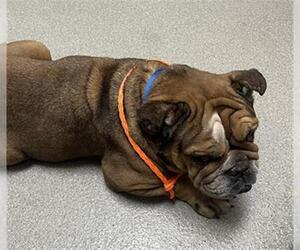 Bulldog-Unknown Mix Dogs for adoption in Las Vegas, NV, USA