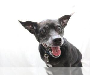Chi-Corgi Dogs for adoption in  Ramona, CA, USA