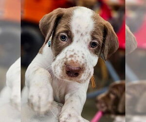 Border Collie-Unknown Mix Dogs for adoption in Mt. Laurel, NJ, USA