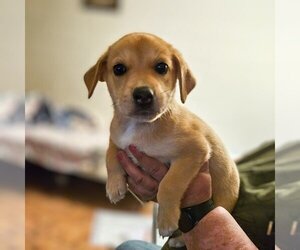 Golden Labrador Dogs for adoption in Vail, AZ, USA