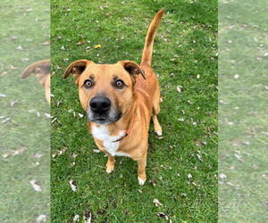 Labrador Retriever-Unknown Mix Dogs for adoption in Muskegon, MI, USA