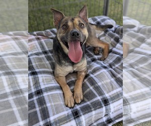 American Pit Bull Terrier-Unknown Mix Dogs for adoption in El Centro, CA, USA