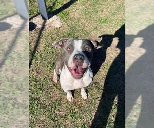 American Pit Bull Terrier Dogs for adoption in Pasadena, TX, USA