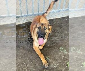 Mutt Dogs for adoption in Riverside, CA, USA