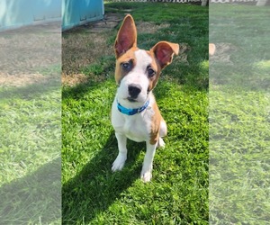 American Pit Bull Terrier-Unknown Mix Dogs for adoption in Yuba City, CA, USA